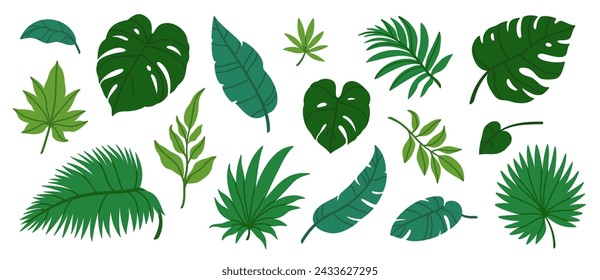 Jungle leaves. Cartoon different tropical plants. Palm, banana, monstera. Botanical green foliage elements. Summer paradise exotic leaf on white background. Vector set. Botanical symbols