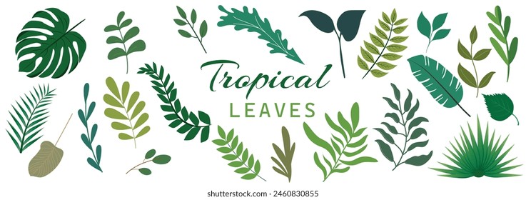 Jungle leaves. Cartoon different tropical plants. Palm, banana, monstera. Botanical green foliage elements. Summer paradise exotic leaf.  Floral elements. Vector cartoon illustration
