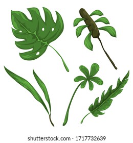 Jungle leaves and flowers vector set. Forest nature plants vector collection. Isolated elements for design concept. Beautifull jungle leaves and plants for decor of wedding invitation or gift cards. 