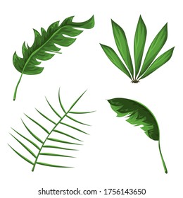 Jungle leaves vector set. Forest nature plants vector collection. Isolated elements for design concept. Beautiful jungle leaves and plants for decoration of wedding invitation or gift cards. 