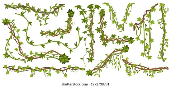 Jungle liana plants. Tropical vine branches with leaves, climbing wild liana species isolated vector illustration set. Liana tropical plants. Branch liana or vine plant, jungle creeper forest