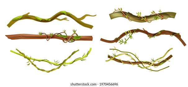 Jungle liana vector tropical set, vine branches, leaves, botanical exotic illustration isolated on white. Nature Amazon rainforest design elements, logs, vegetation collection. Jungle liana climbers