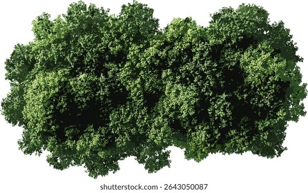 Árvores exuberantes da selva de cima, vetor, fundo transparente, dossel da floresta verde, árvores tropicais, natureza, vida selvagem, folhagem, vista aérea, ilustração ambiental, design da natureza