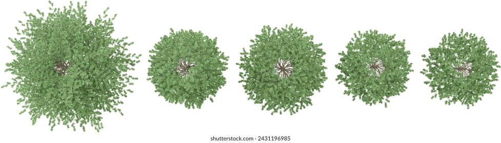 Jungle Madagascar almond trees shapes cutout 3d render from the top view