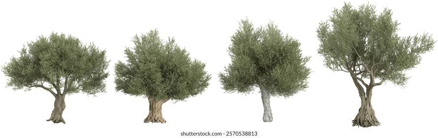 Jungle Olea Trees shapes cutout 3d render