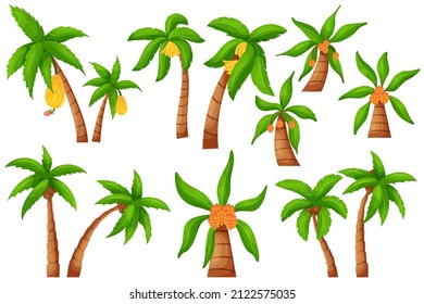 Jungle palm tree. Cartoon exotic tropical plant, coco and banana palm isolated elements. Vector set