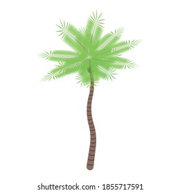 Jungle palm tree icon. Isometric of jungle palm tree vector icon for web design isolated on white background