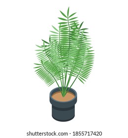 Jungle palm tree pot icon. Isometric of jungle palm tree pot vector icon for web design isolated on white background