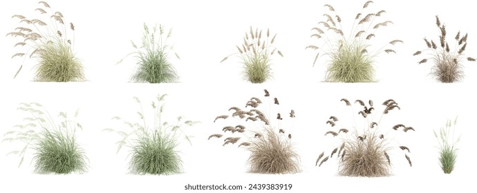 Jungle Pampas formas de hierba recorte 3d render png set