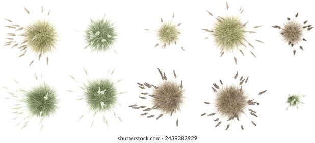 Jungle Pampas grass shapes cutout 3d render png set of top view