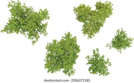 Jungle Paperbark Maple trees shapes cutout 3d render from the top view