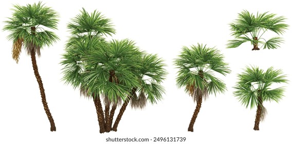 Jungle Paurotis palm trees shapes cutout 3d render