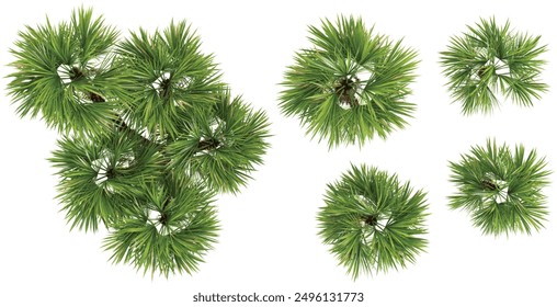 Jungle Paurotis palm trees shapes cutout 3d render from the top view