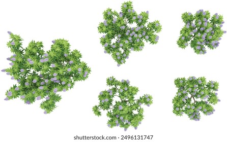 Jungle Pride of madeira Plant shapes cutout 3d render from the top view