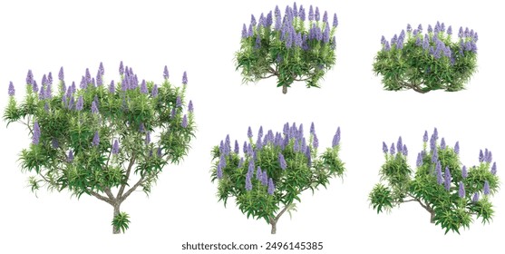 Jungle Pride of madeira Plant shapes cutout 3d render