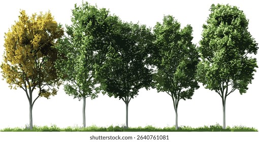 Jungle rain forest trees, large woods, tree shapes, growth collections, isolated, tropical forest, nature landscape, green forest trees, dense foliage, tropical jungle trees, wild growth