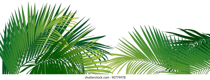 Jungle Rain Forest (tropical Plants Vector Image)