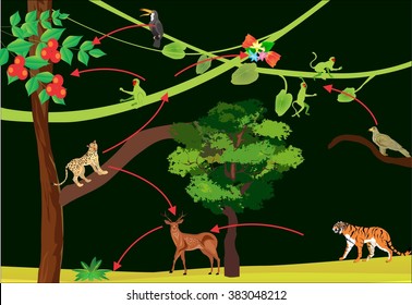 Jungle rainforest food chain vector illustration.