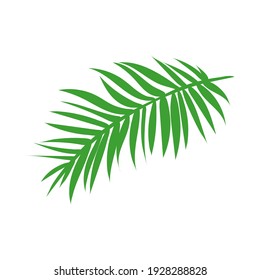 Jungle or rainforest tropical green leaf, herbal element. Stock vector illustration isolated on white background. Can be used as an isolated sign, symbol or icon. Botanical plant flat vector palm leaf