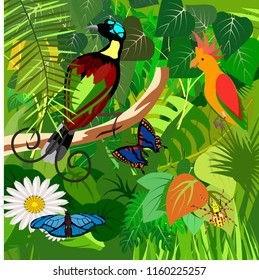 Jungle scene square illustration with Bird of Paradisea, parrots, butterflies, exotic plants,  rainforest fauna, vector illustration