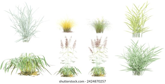 Jungle Switchgrass,Lovegrasses,Lemongrass,Forsythia Plant shapes cutout 3d render png set