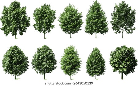 Jungle trees collection, vector tree set for landscaping, greenery jungle trees shapes, outdoor tree design for landscaping, tropical jungle tree set, garden design elements