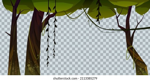 Jungle with trees and lianas isolated on transparent background. Vector cartoon illustration of forest plants with green foliage, leaves, vines and moss on trunks