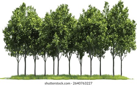 Jungle trees row vector greenery, nature, tropical forest, dense trees, wild vegetation, lush greenery, tropical landscape, leaf texture, exotic plants, forest illustration