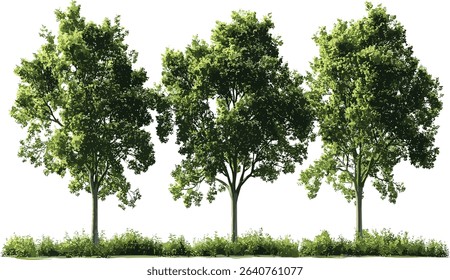 Jungle trees shapes, isolated large woods, tropical forest collection, rain forest growth, dense green trees, nature jungle, tree silhouettes, wild forest growth, tropical trees, jungle nature
