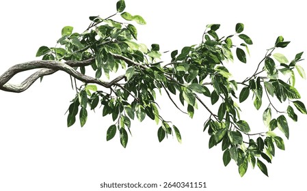 Jungle trees, tropical rainforest, vector cut out tropic tree, lush green jungle, tropical foliage, exotic rain forest, nature forest trees, wild jungle plants, rainforest greenery.