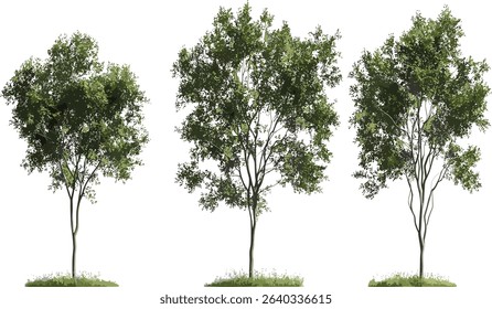 jungle trees vector, cutout shapes, tropical collection, tree silhouettes, nature background, exotic forest, vector tree design, wild trees, nature, greenery