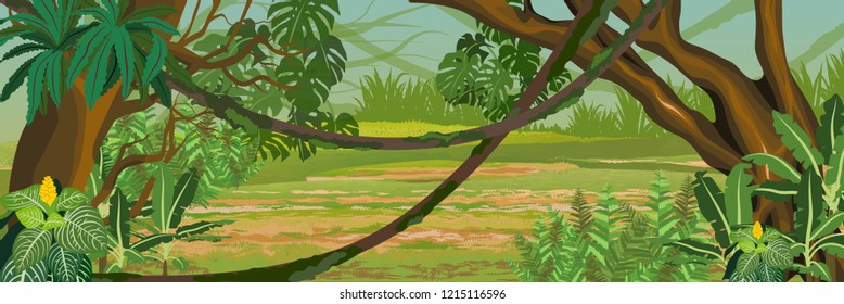 Jungle. A tropical forest. Rainforests of Amazonia. Tree, epiphytic ferns, creepers, banana trees, flowers and monsteras. Realistic Vector Landscape