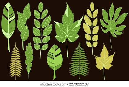 Jungle tropical palm tree leaves collection, Set tropical leaves hand drawn flat illustrations, Leaves set.