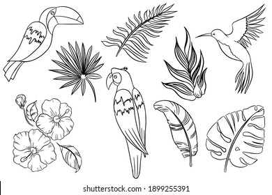 Jungle tropics birds and plants. Vector line illustrations of parrot, toucan, hummingbird, palm leaves and flowers drawings for poster, background and cover