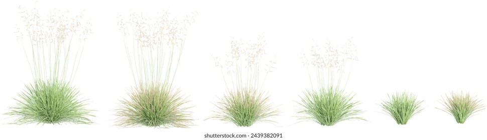 Jungle Tufted hair grass cutout 3d render png set