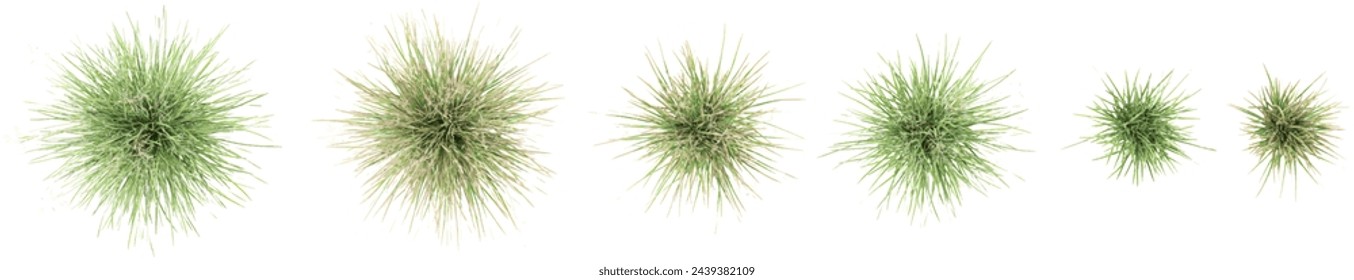 Jungle Tufted hair grass cutout 3d render png set of top view