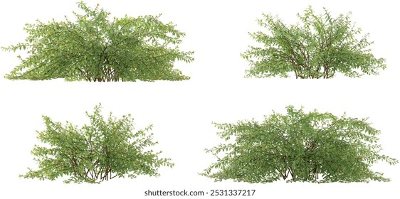 Jungle Vanhoutte spirea trees shapes cutout background