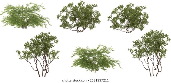 Jungle Vanhoutte spirea,Greenleaf manzanita trees shapes cutout background