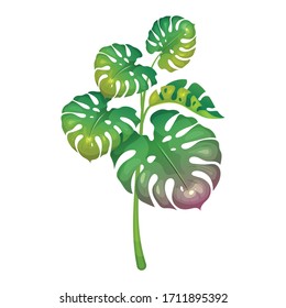 Jungle vegetation cartoon vector illustration. Decorative monstera leaves. Subtropical fern. South wild greenery. Tropical bush flat color object. Exotic foliage isolated on white background
