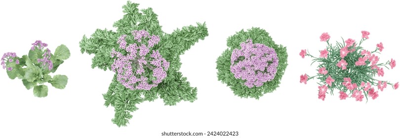 Jungle Vervain,Carnation flower plants shapes cutout 3d render from the top view