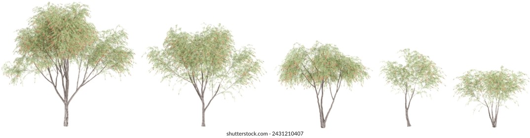 Jungle Weeping Bottle brush trees shapes cutout 3d render