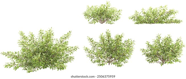 Jungle Western sandcherry trees shapes cutout 3d render 
