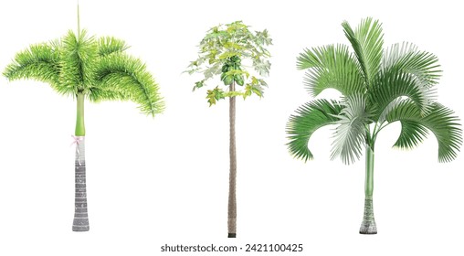 Jungle Wodyetia bifurcata,Carica papaya,Carpoxylon macrospermum trees shapes cutout 3d render set