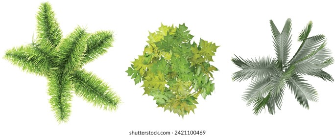 Jungle Wodyetia bifurcata,Carica papaya,Carpoxylon macrospermum trees shapes cutout 3d render from the top view 