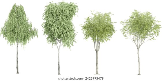 Jungle Young's weeping birch,Olive trees shapes cutout 3d render