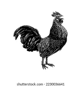 Junglefowl hand drawing vector isolated on white background.