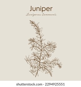 Juniper berries are among the only spices derived from conifers, along with spruce buds. Common juniper, fairy circle, hackmatack, gin berry, horse savin, gorst, aiten, dwarf juniper. svg