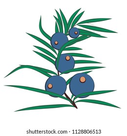 Juniper berries brunch vector illustration isolated on a white background