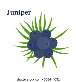 Juniper berries. Fresh herb for alcohol dry gin. Flat vector style.