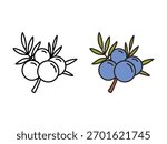 Juniper berries icon, fruit graphic for logo or web design